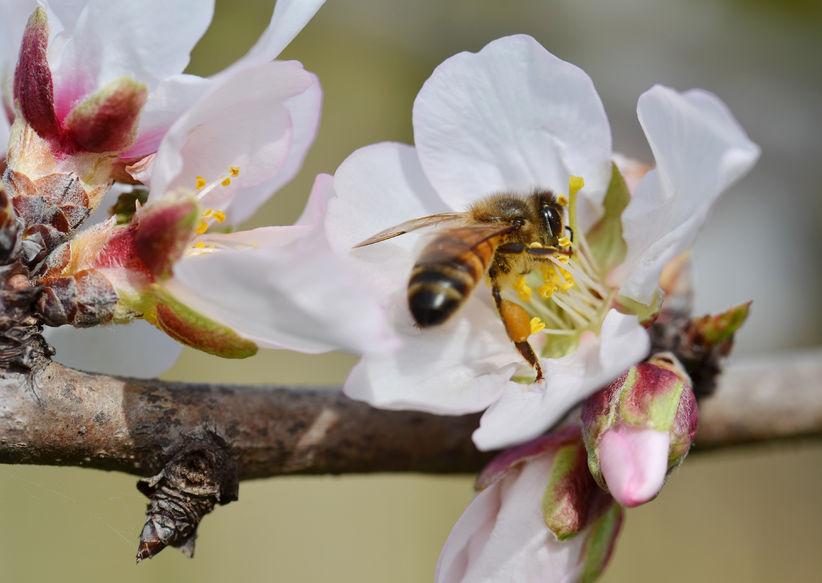 » Almond Pollination Sydney Talk Radio