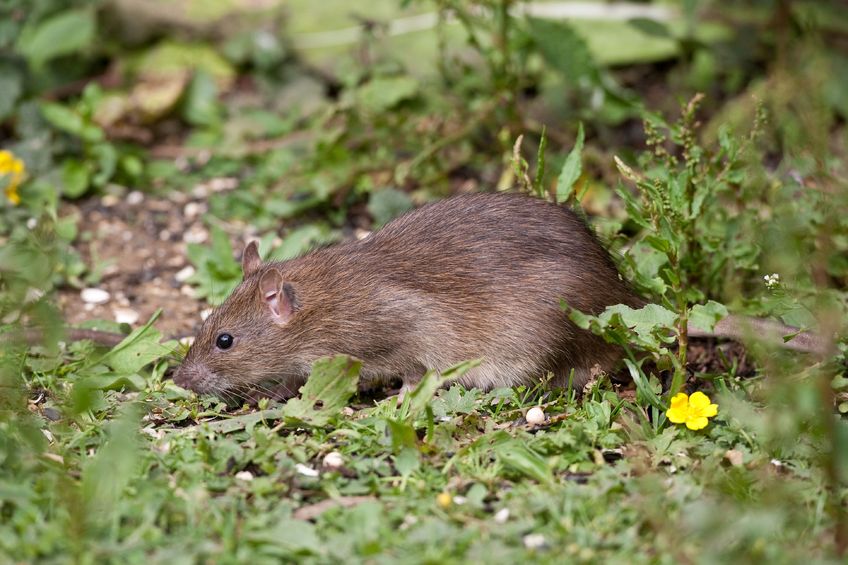 Mice turn their nose up at lentils - 2GB