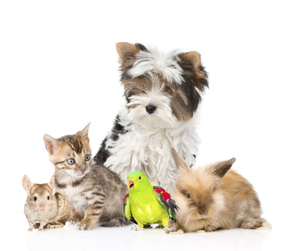 Article image for Future vet program teaching children about responsible pet ownership