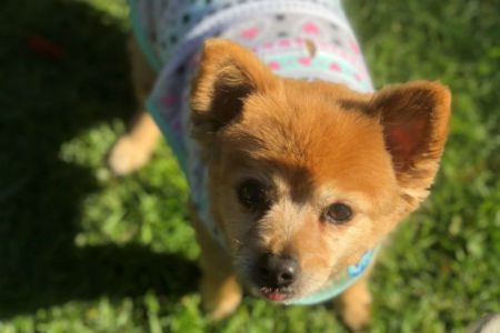 Pet of the week: Mitzi