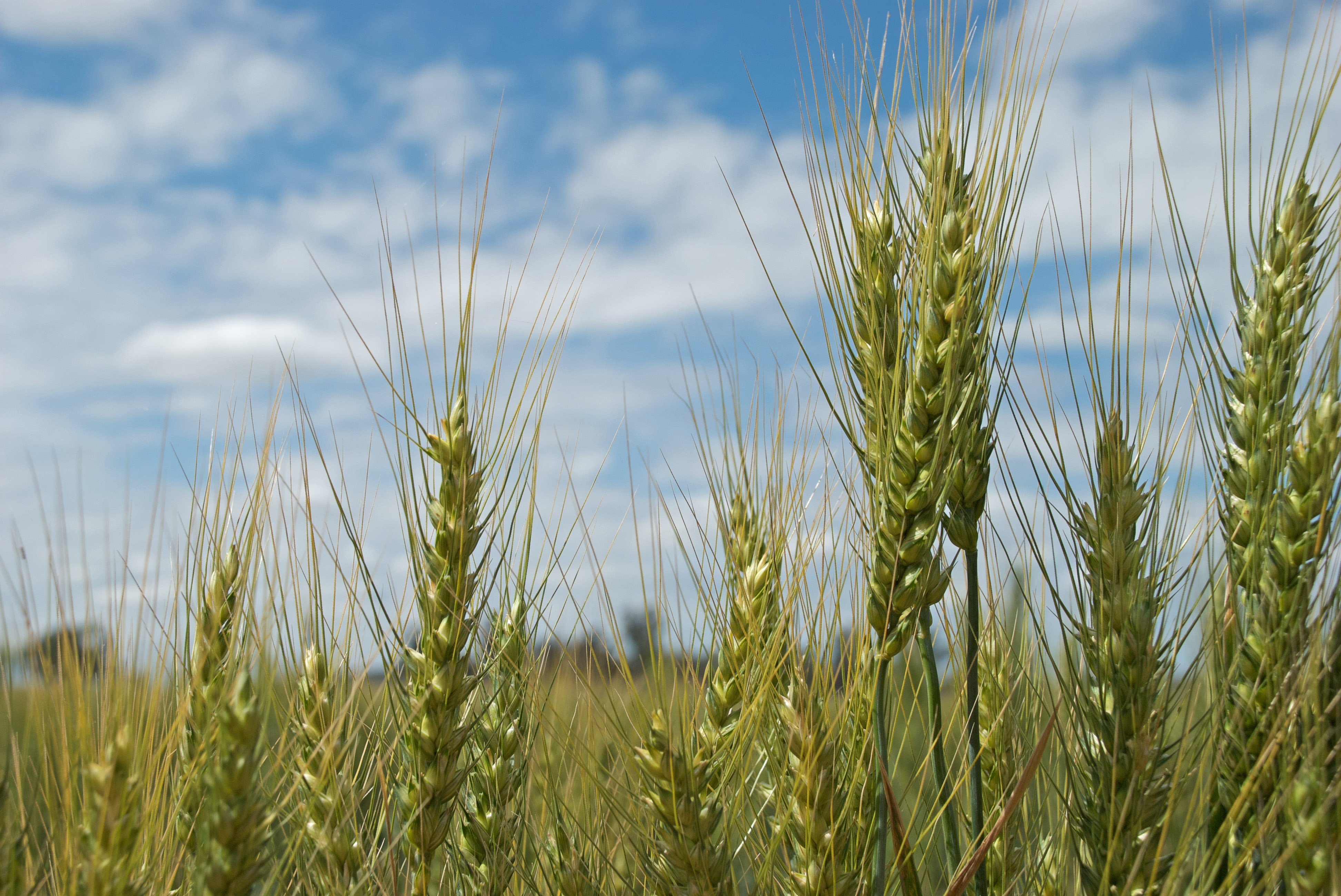 What Are The Three Examples Of Grain Crops