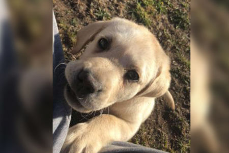 Quick-thinking taxi driver returns stolen puppy to distraught owners