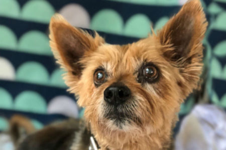 Pet of the week: Dennis