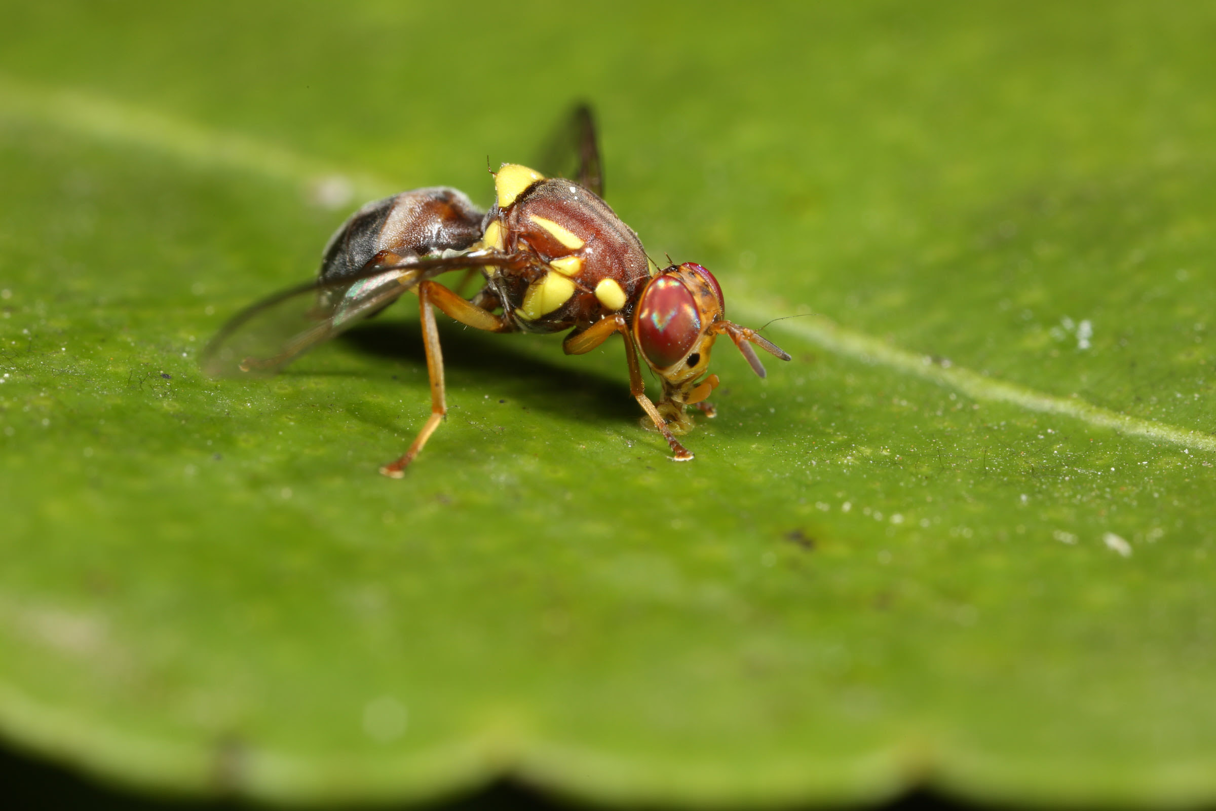 Flying fruit fly. Fruit Fly. Combat with Pests. Fly on the Fruit.