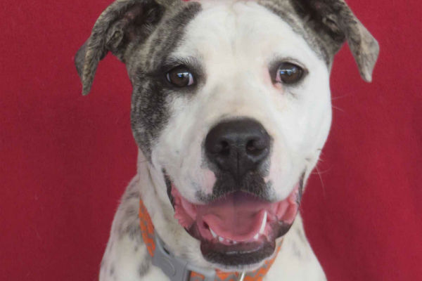 Pet of the week: Junior