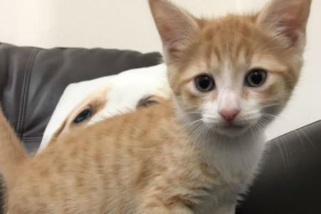 Pet of the week: Crumpet