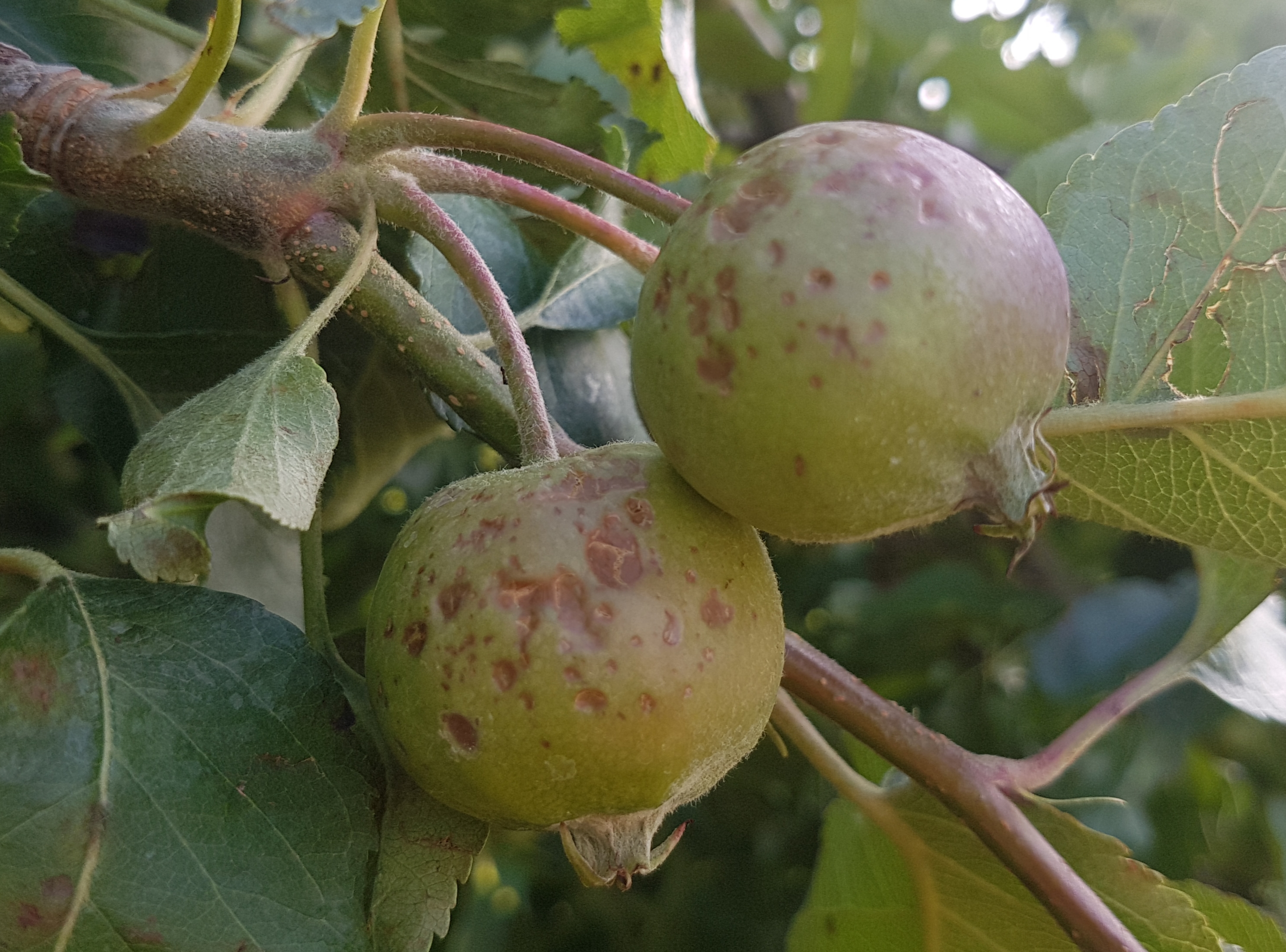 Storm damages apples and pears for second consecutive year – 2GB