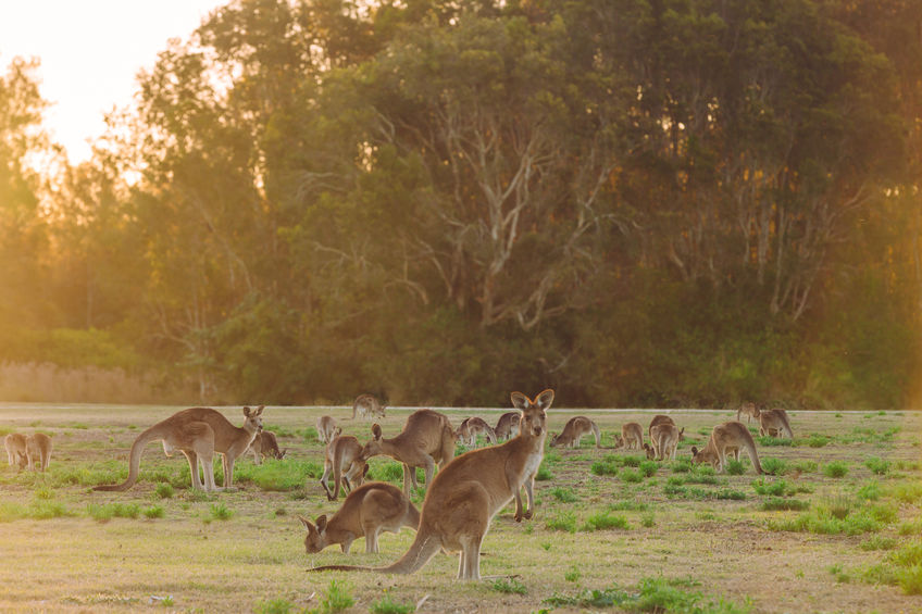 Ecologists & scientists call for the Aussie kangaroo industry to expand