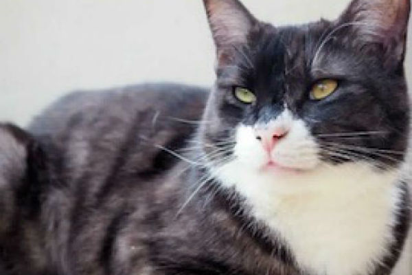 Pet of the week: Willy Wonka