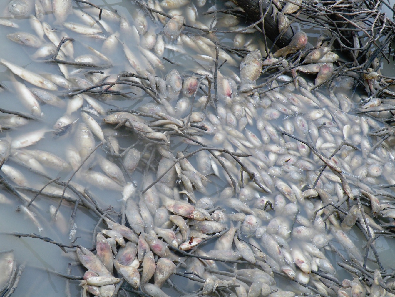 Overuse of river system and drought to blame for mass fish death - 2GB