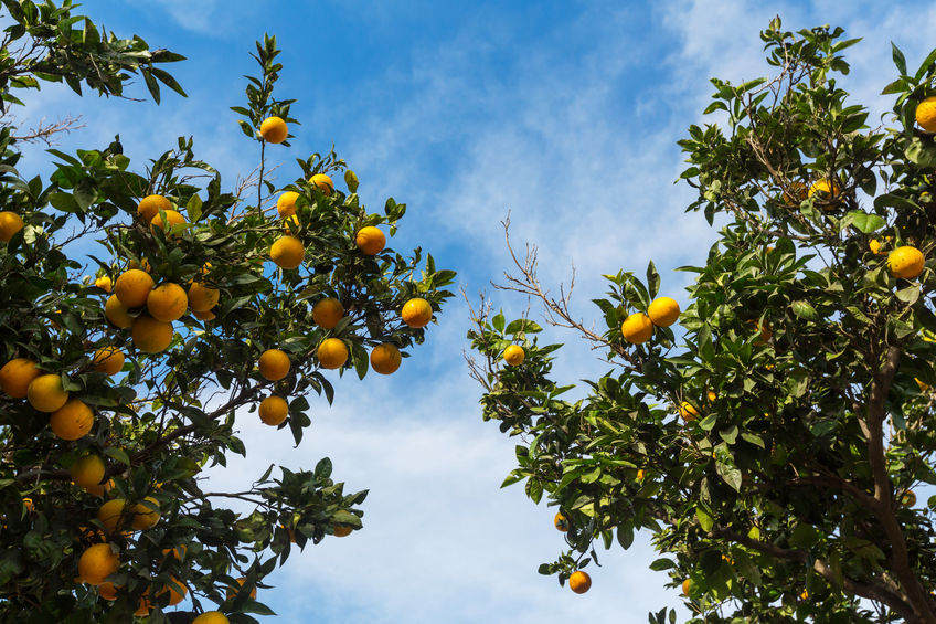 Radical pruning driving productive citrus crops