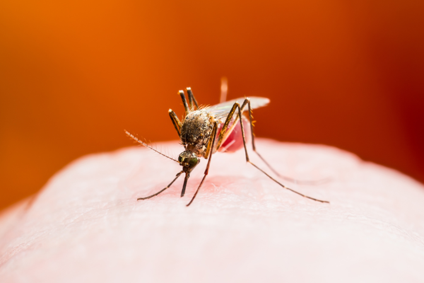 Mosquito outbreak sparks untreatable virus fears - 2GB