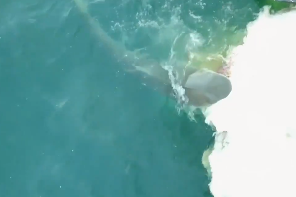 Close Encounter Boaties Caught Up In Shark Feeding Frenzy 2gb