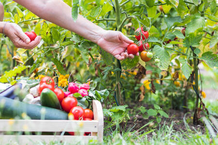 How 50 tonnes of ‘ugly food’ got dumped last season