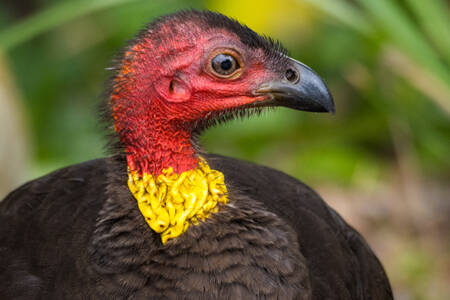 ‘Harden up!’: North shore residents up in arms over brush turkeys