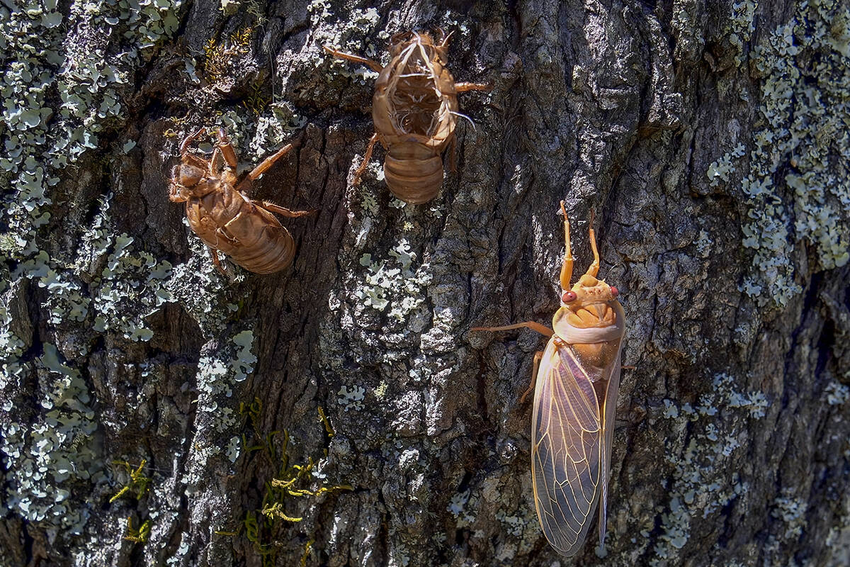 Article image for Buzzing about: Why Cicadas are making a big noise in Sydney this summer