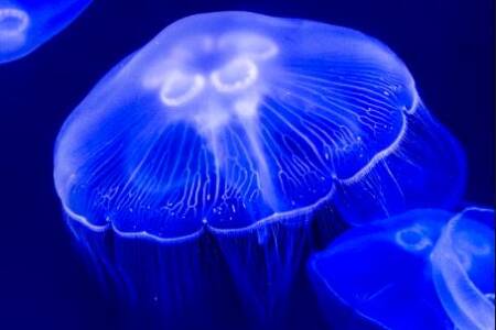 Tragic death of teenager from box jellyfish sting