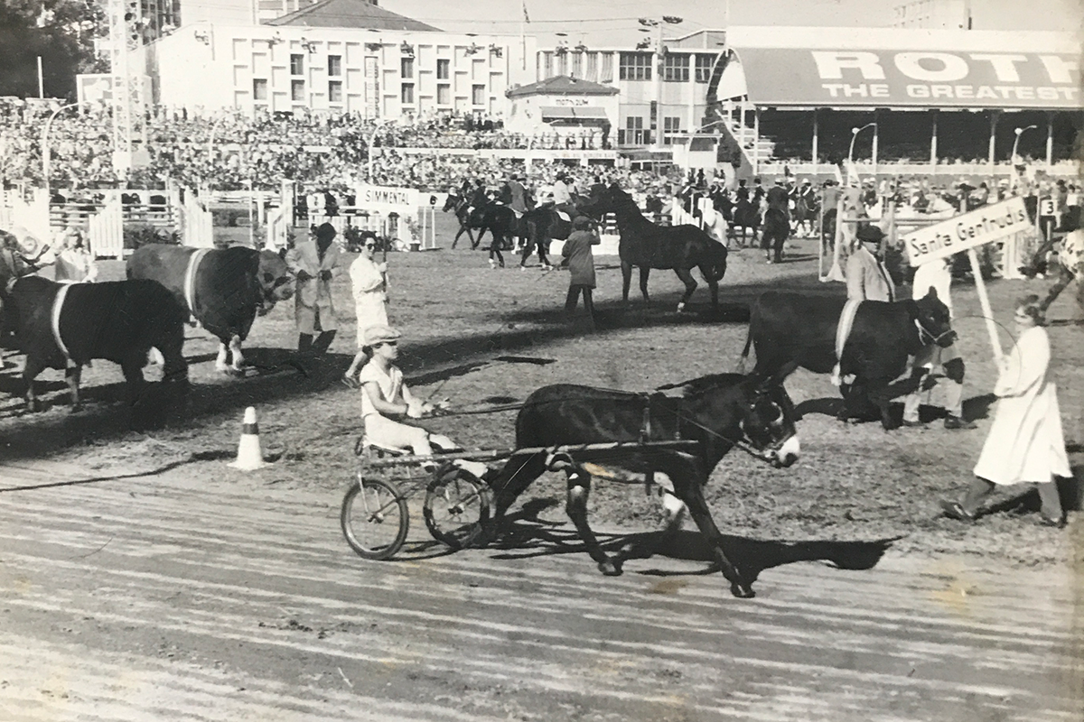 Article image for Donkey walks in the Sydney Royal Easter Show’s Grand Parade 