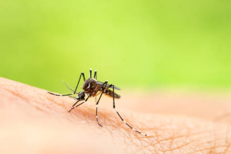 Health warning following Japanese Encephalitis detected in Menindee