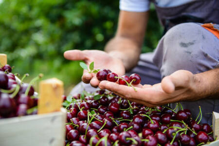 The price of cherries is expected to double