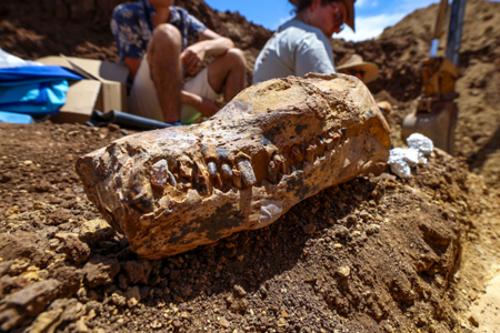 100-million-year-old reptile fossil found in Queensland