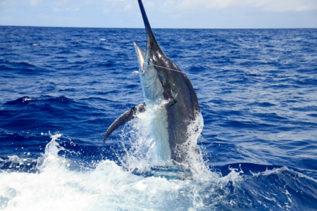 70kg black marlin fights back, disables boat engine and leaves fishermen stranded