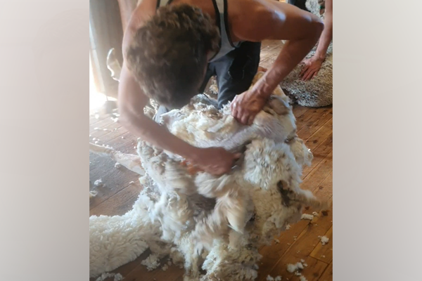 Article image for WATCH | Sheep shearers serious skills!