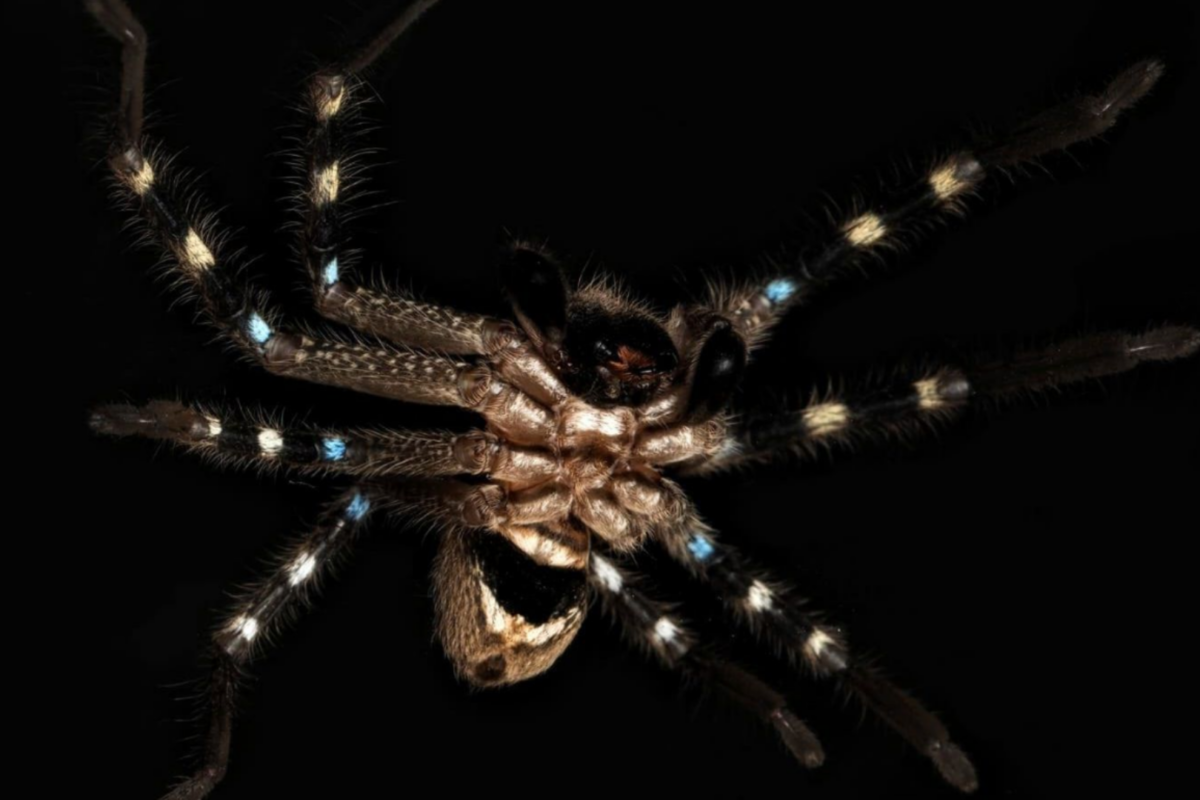 Article image for Three NEW spider species have been discovered