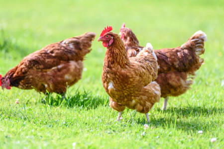 Bird flu outbreak in Cambodia