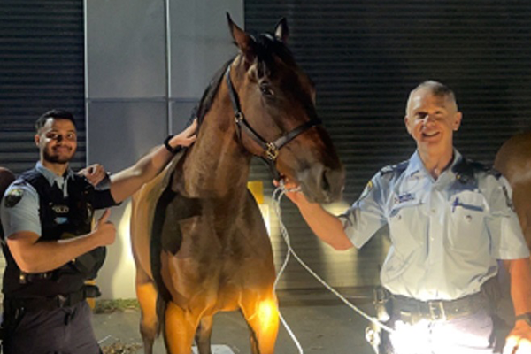 Article image for Horses on the loose in Sydney