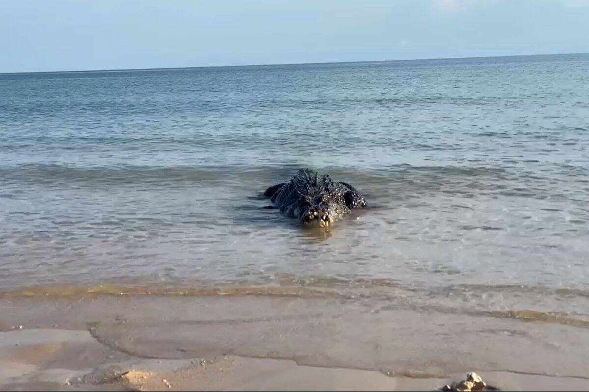 Article image for Video shows giant croc stalking tour guide