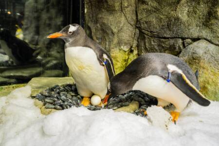 ‘Gay penguin lesson’: Kindy kids to learn about same sex animals