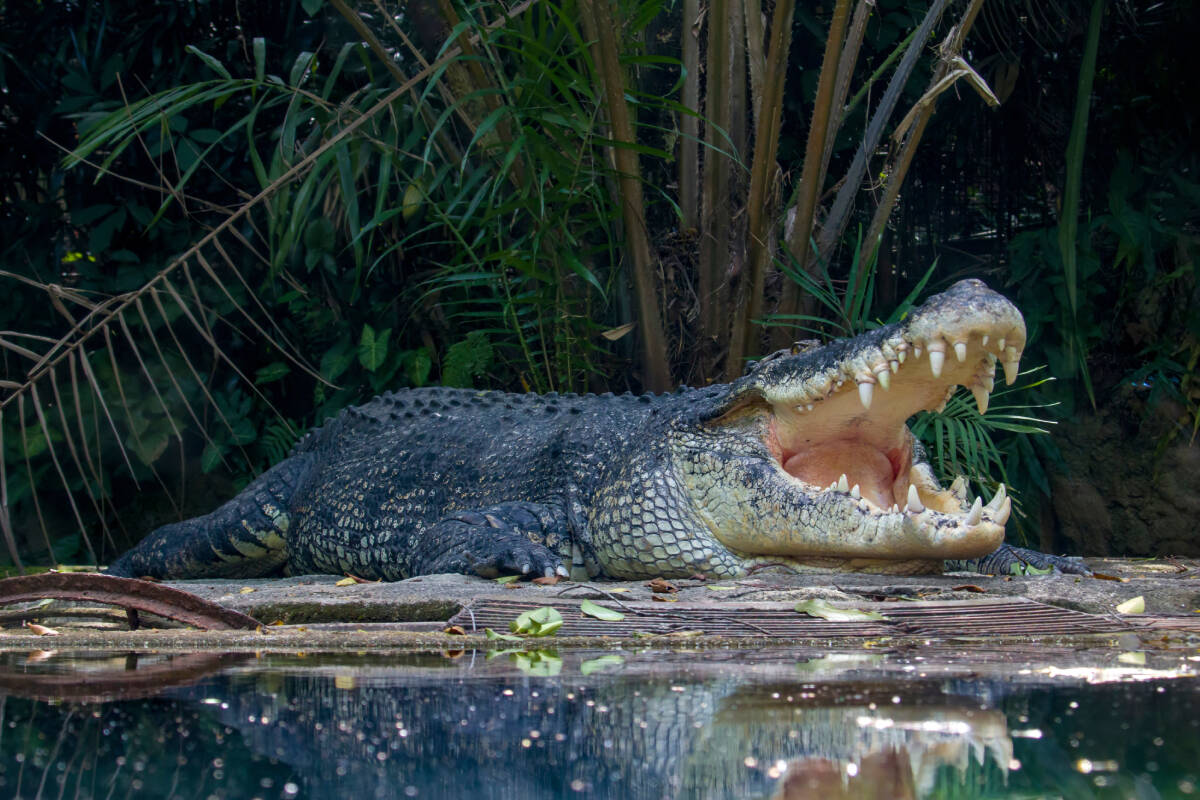 Article image for ‘A bit how ya going’: Wrangler questions croc attack escape story