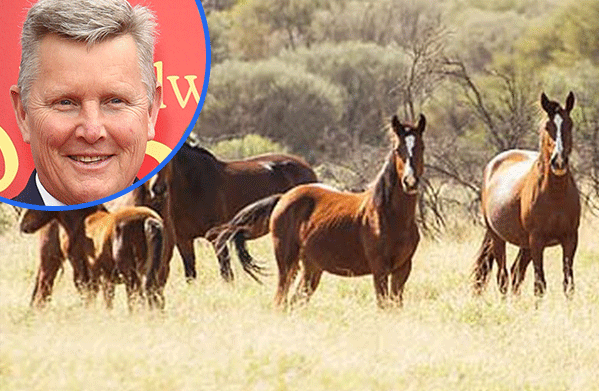 Article image for ‘Dreadful practice’: Iconic actor blasts controversial brumby shooting plan