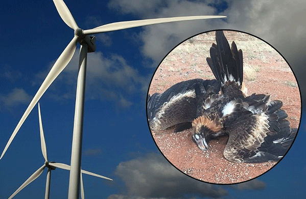 ‘Dead birds’: Aussie wind farms KILLING endangered eagles