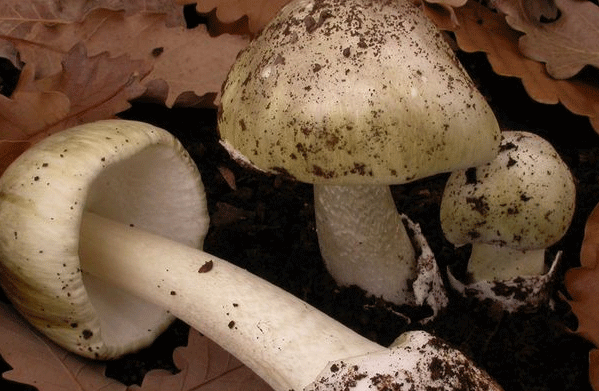 Article image for ‘Whodunnit’: Latest developments in killer mushroom case