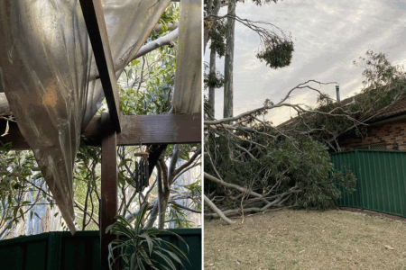 ‘We warned them’ – Council ignored warnings about dangerous trees