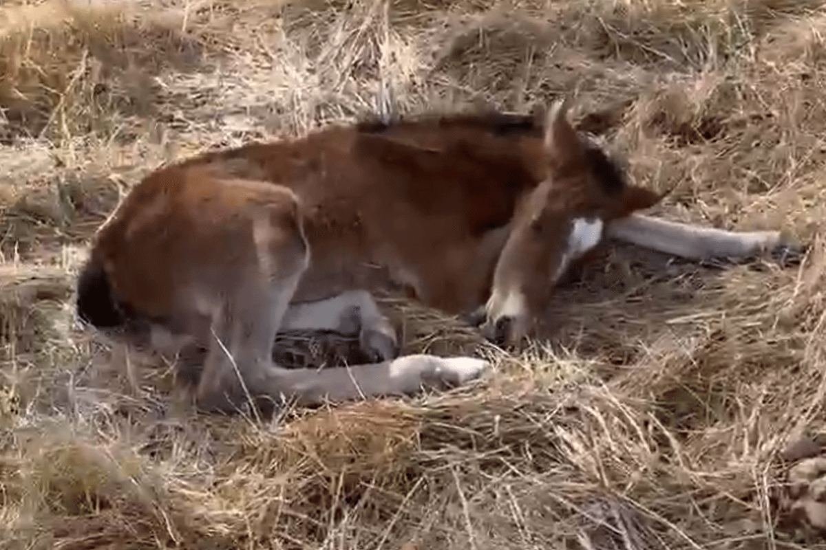 Article image for Brumby culling laid bare as foals struggle to survive