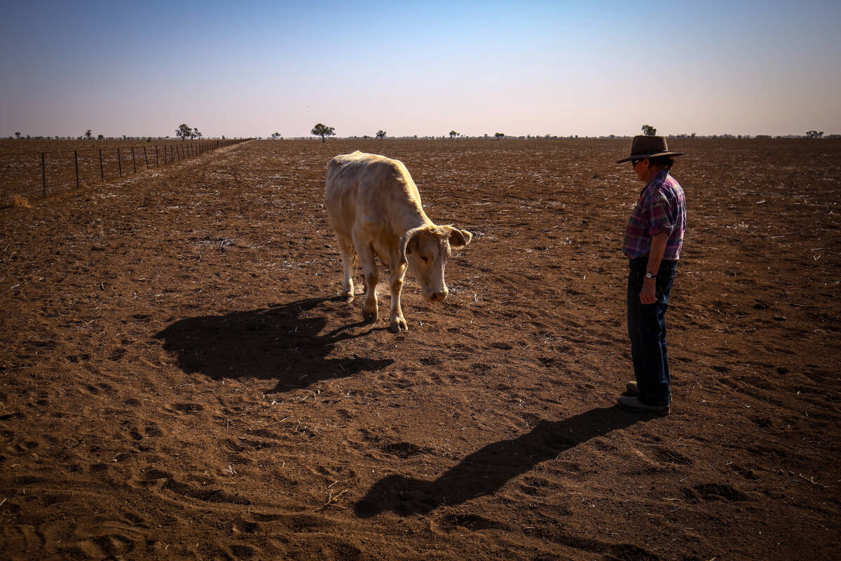 Article image for Farmer details rough conditions ahead of El Niño summer