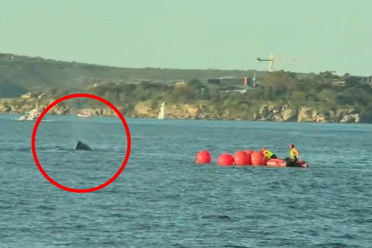 Article image for ‘Race against the clock’ – Rescue mission to free whale trapped in Sydney Harbour