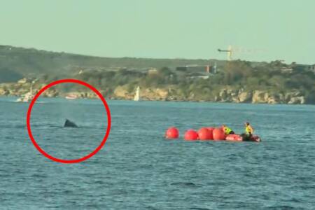 ‘Race against the clock’ – Rescue mission to free whale trapped in Sydney Harbour