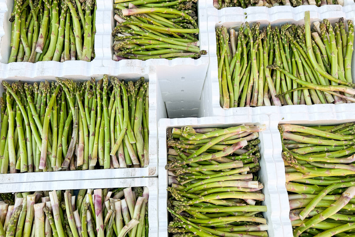 Article image for ‘It’s purely about how it looks’: Tonnes of perfectly edible asparagus heading for landfill