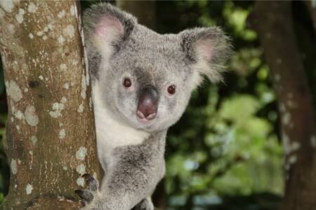 NSW govt hypocrisy on full display with Koala chaos