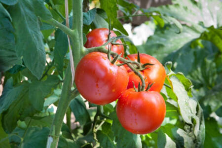 ‘Prices will rise’ – Tomato industry in crisis