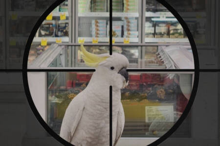 ‘Save Mickey’ – Kill order issued for cockatoo trapped in supermarket