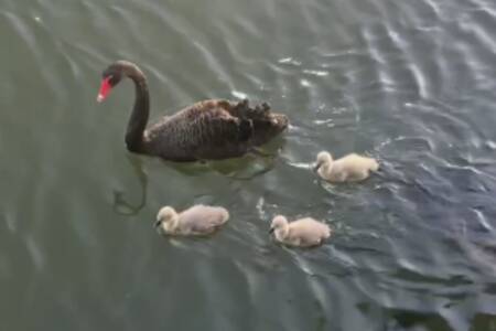 ‘David Attenborough of Sydney’: Ray’s fun morning watching swans