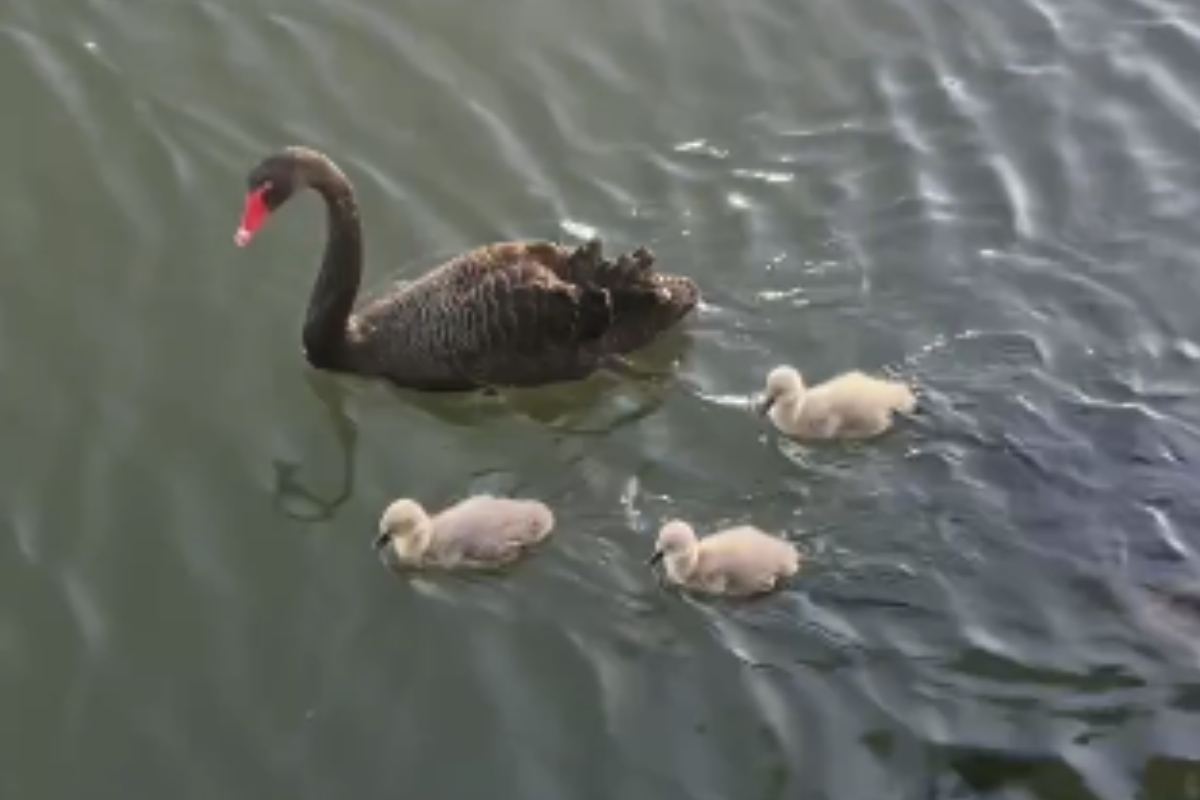 Article image for ‘David Attenborough of Sydney’: Ray’s fun morning watching swans