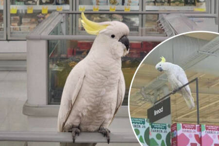 ‘Mickey saved’ – People power protects Coles cockatoo