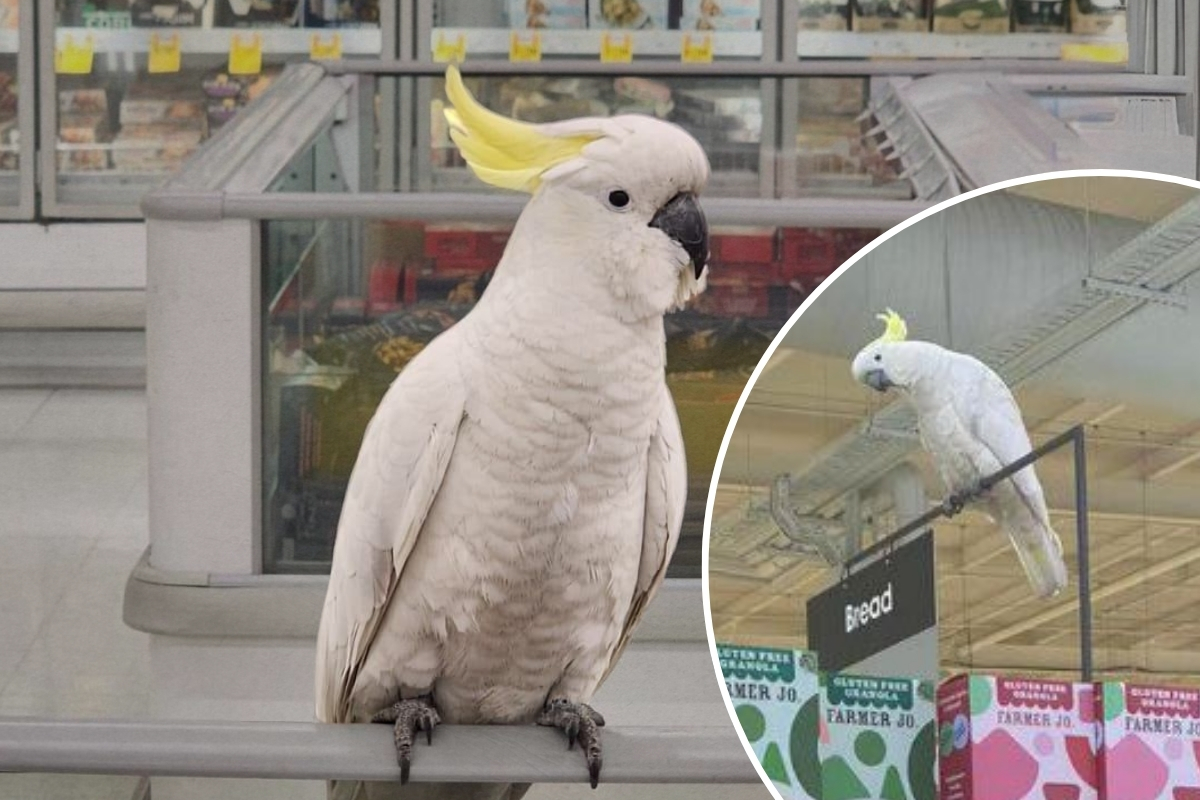 Article image for ‘Mickey saved’ – People power protects Coles cockatoo