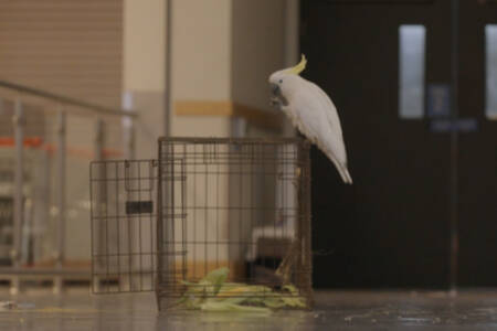 ‘Doris saves the day’ – How Mickey the cockatoo was lured out of Coles